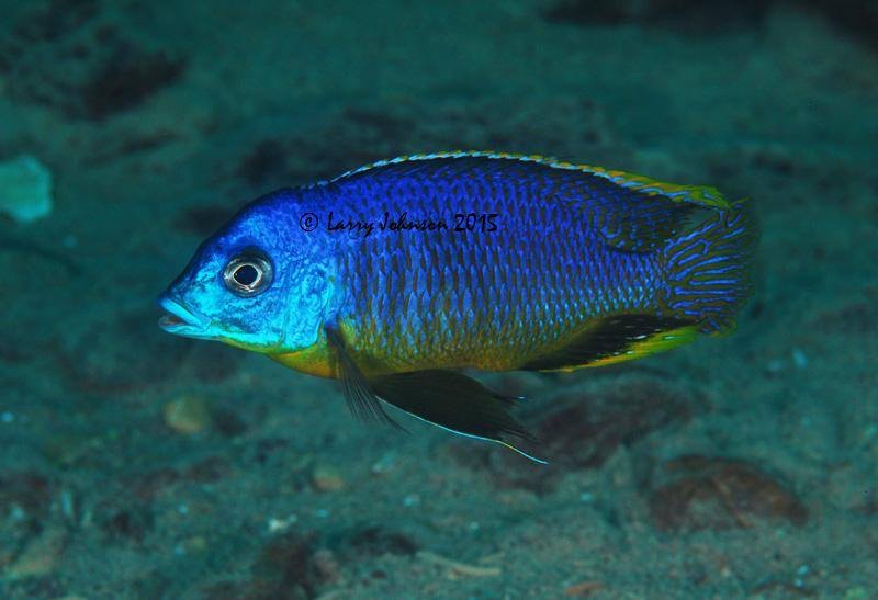Otopharynx sp. 'auromarginatus margrette' Maingano Island